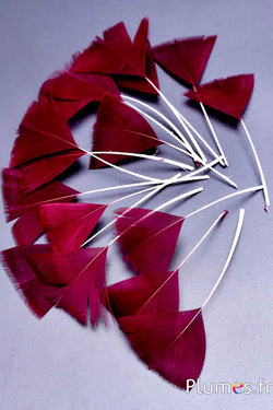 Pluimenblaadjes - 6-8 cm x 3-4 cm - bordeaux